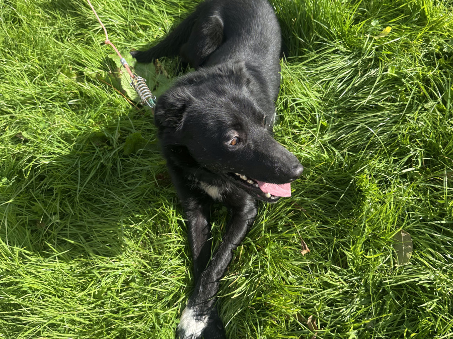 Male Sheepdog for Sale 4