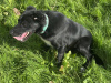 Male Sheepdog for Sale 3
