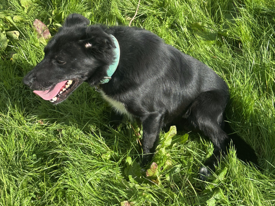 Male Sheepdog for Sale 3