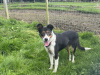 Female Sheepdog for Sale 1
