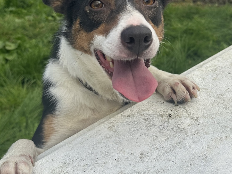 Female Sheepdog for Sale 2