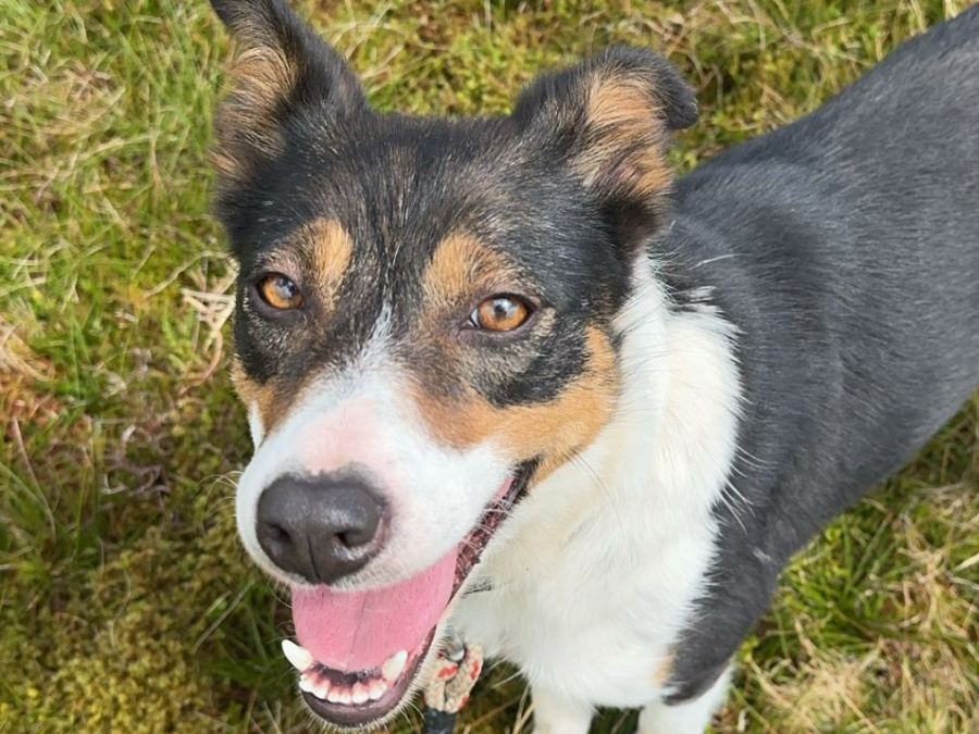 Female Sheepdog for Sale 3