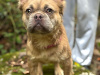 Beautiful Lilac Fawn Fluffy Girl 3