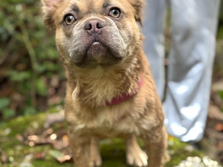 Beautiful Lilac Fawn Fluffy Girl 1