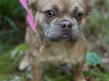 Beautiful Lilac Fawn Fluffy Girl 2