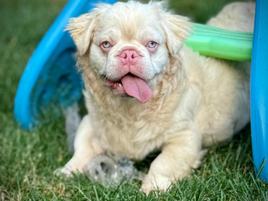 Fluffy French Bulldog