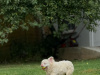 Fluffy French Bulldog 2