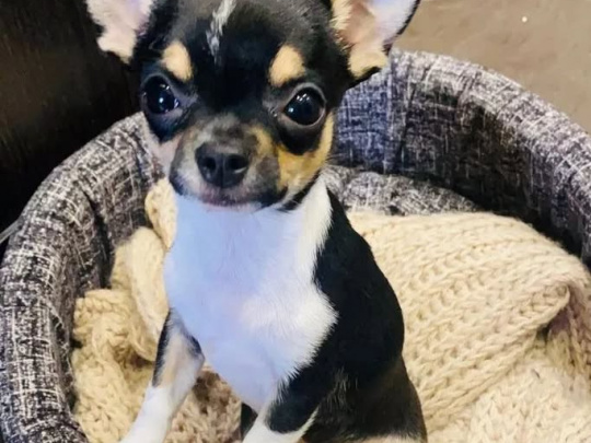 ⭐🧡⭐TINY T cup chihuahua ⭐🧡⭐