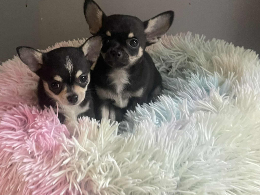 Tiny T-Cup Chihuahua Puppies! 2