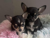 Tiny T-Cup Chihuahua Puppies! 1