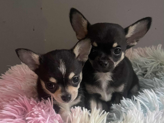 Tiny T-Cup Chihuahua Puppies!