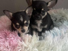 Tiny T-Cup Chihuahua Puppies! 4