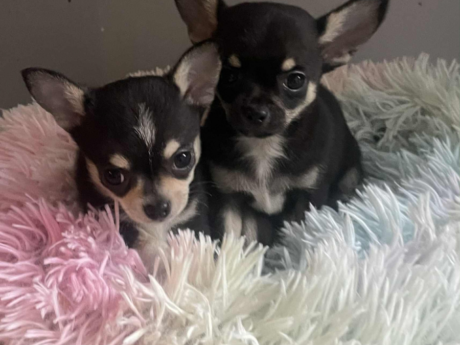 Tiny T-Cup Chihuahua Puppies! 4