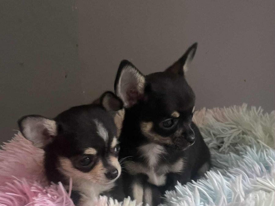 Tiny T-Cup Chihuahua Puppies! 3