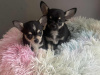 Tiny T-Cup Chihuahua Puppies! 5