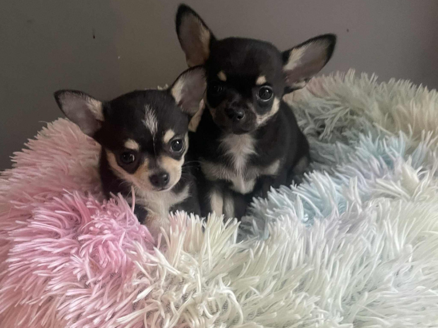 Tiny T-Cup Chihuahua Puppies! 5