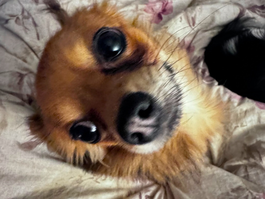 Chihuahua for sale