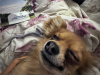 Chihuahua for sale 2