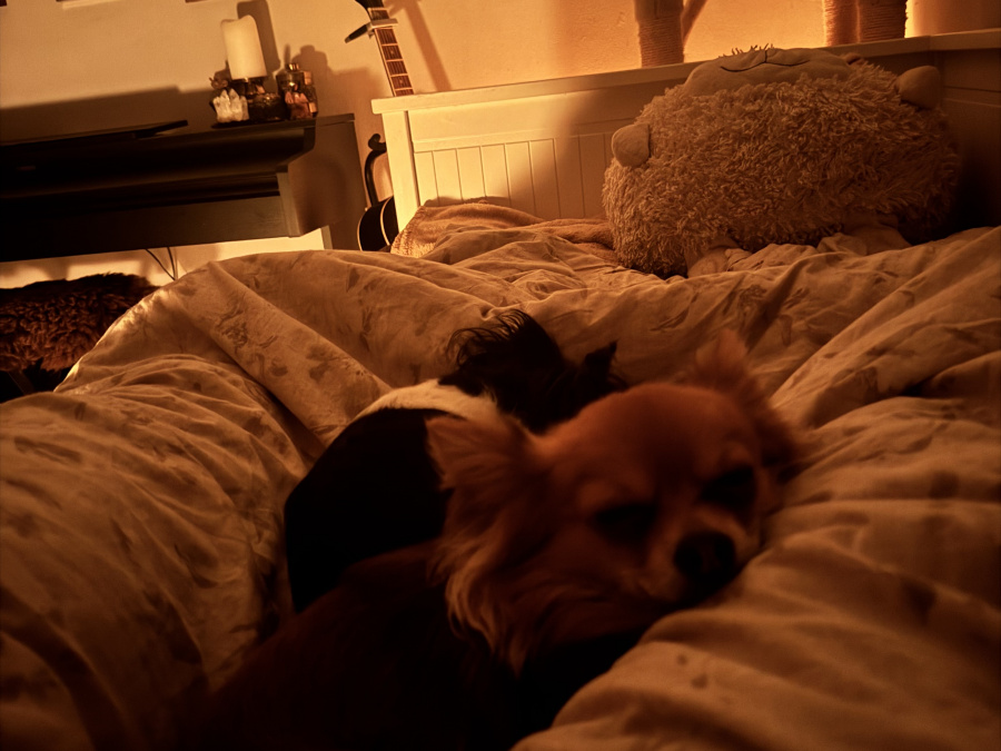 Chihuahua for sale 5