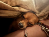 Chihuahua for sale 3