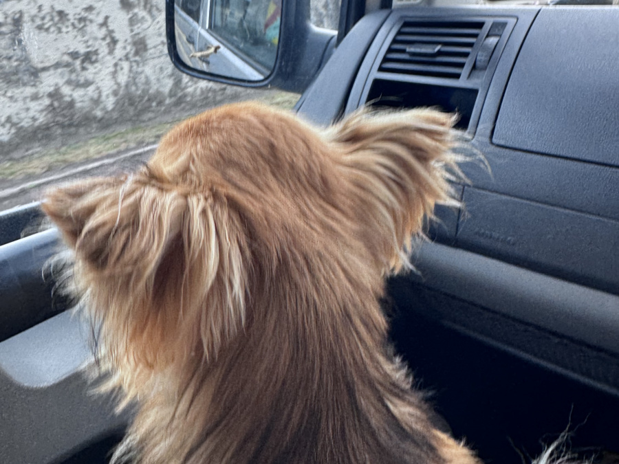 Chihuahua for sale 6