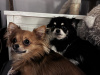 Chihuahua for sale 4