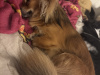 Chihuahua for sale 8
