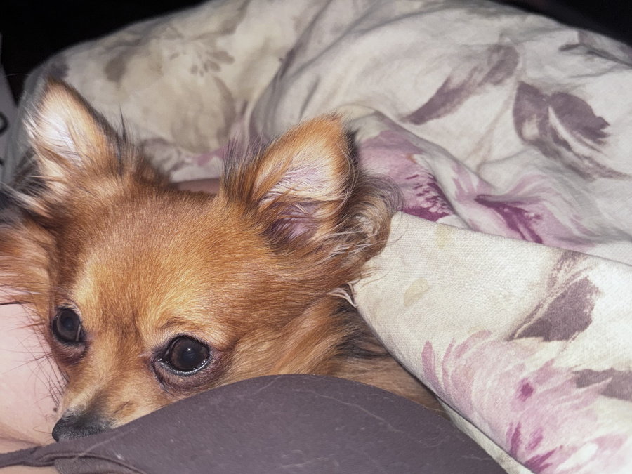 Chihuahua for sale 7