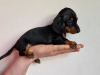 Beautiful miniature dachshund puppies 2