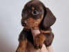 Beautiful miniature dachshund puppies 6