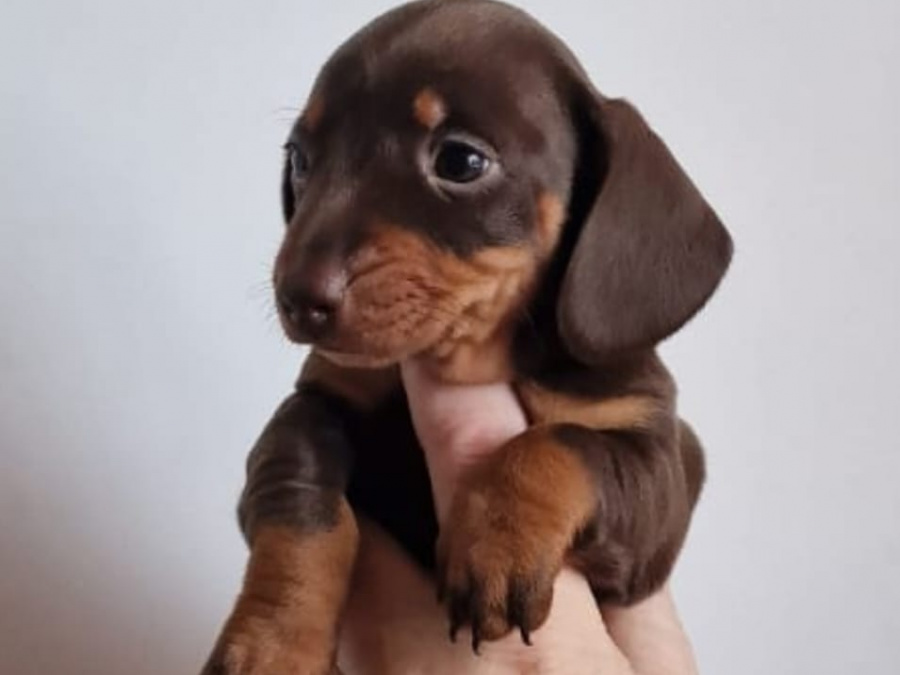 Beautiful miniature dachshund puppies 6
