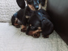 Beautiful miniature dachshund puppies 5