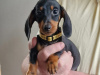 Beautiful miniature dachshund puppies 4
