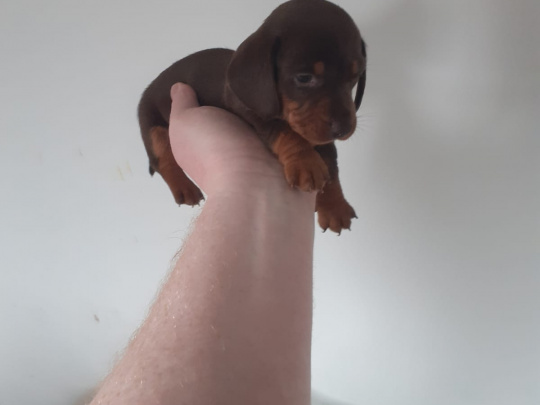 Beautiful miniature dachshund puppies