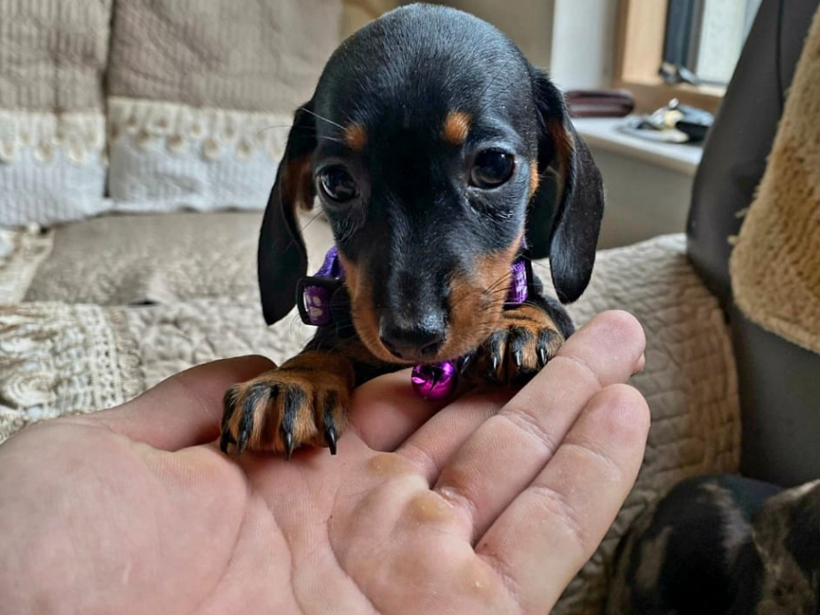 Beautiful miniature dachshund puppies 3