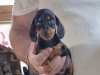 Beautiful miniature dachshund puppies 7