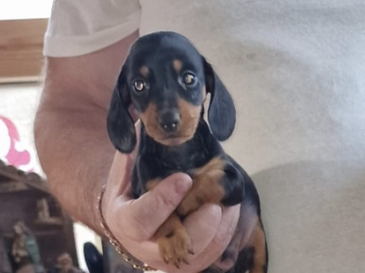 Beautiful miniature dachshund puppies 7