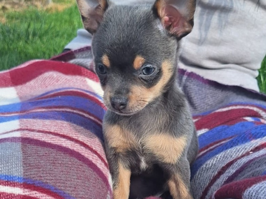 Beautiful teacup chihuahua puppies