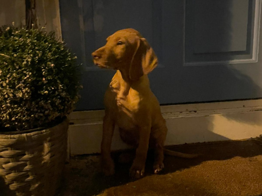 Hungarian Vizsla - Male - 10 Weeks old