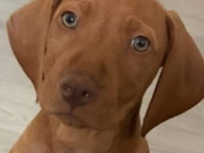 Hungarian Vizsla - Male - 10 Weeks old 2