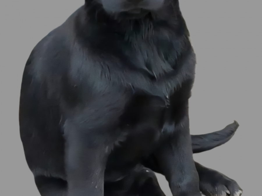 GERMAN LABRADOR 4