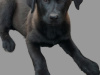 GERMAN LABRADOR 5
