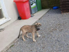 Irish wolfhound puppies 1