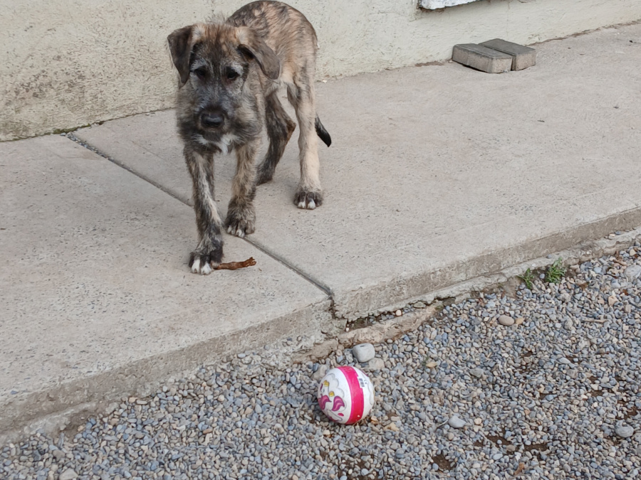 Irish wolfhound puppies 2