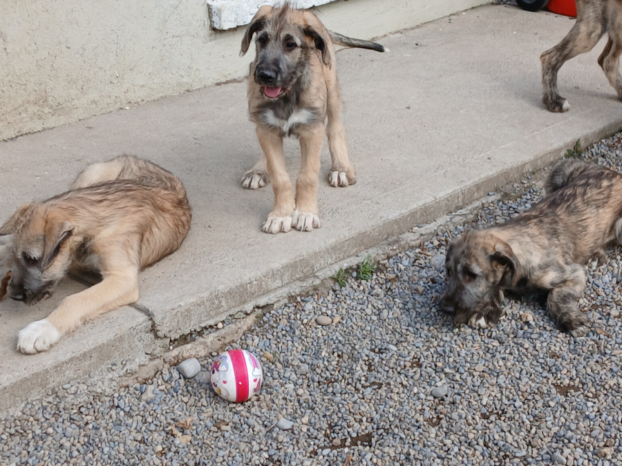 Irish wolfhound puppies 3