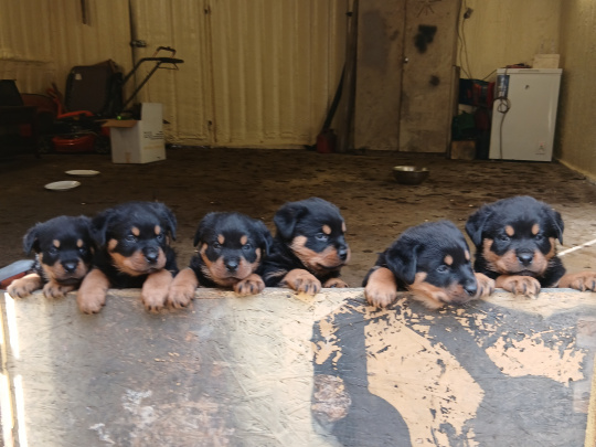 Adorable rottweiler puppies for sale