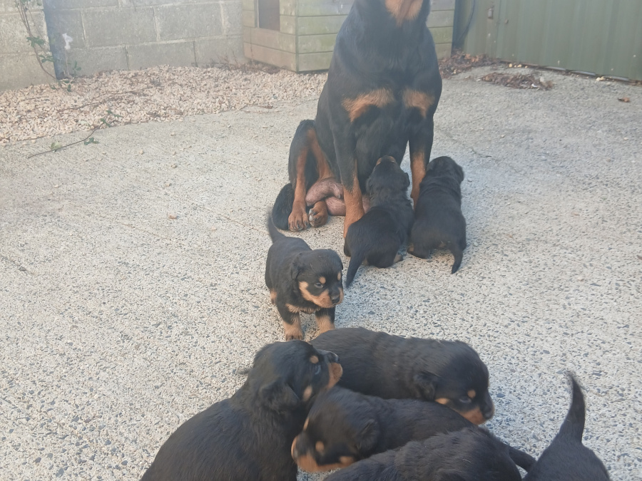 Adorable rottweiler puppies for sale 4