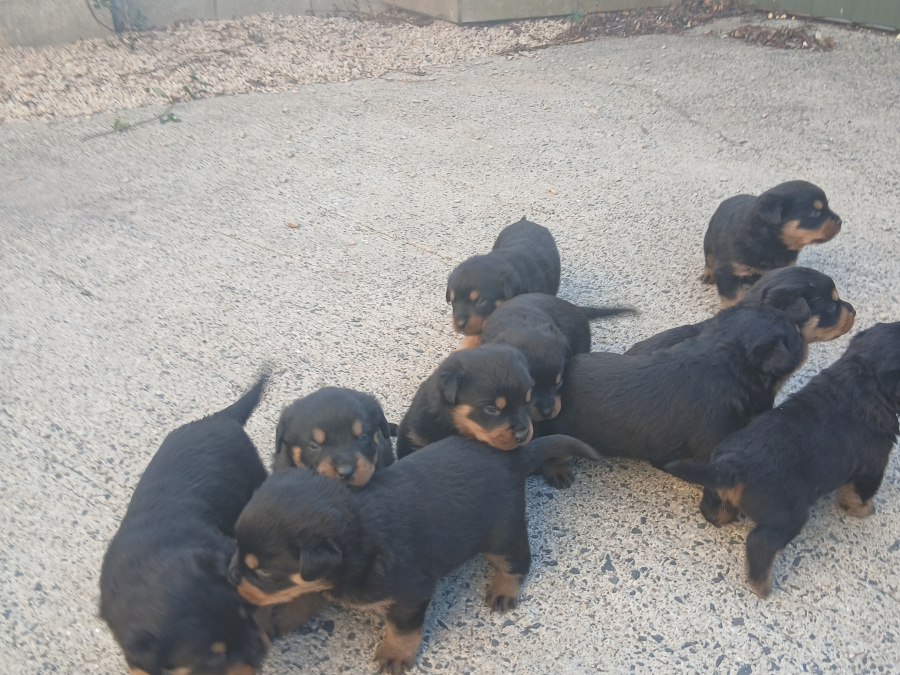 Adorable rottweiler puppies for sale 5