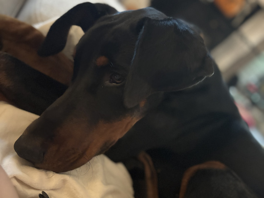 Doberman Pup
