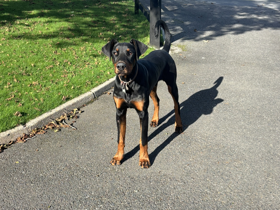Doberman Pup 2